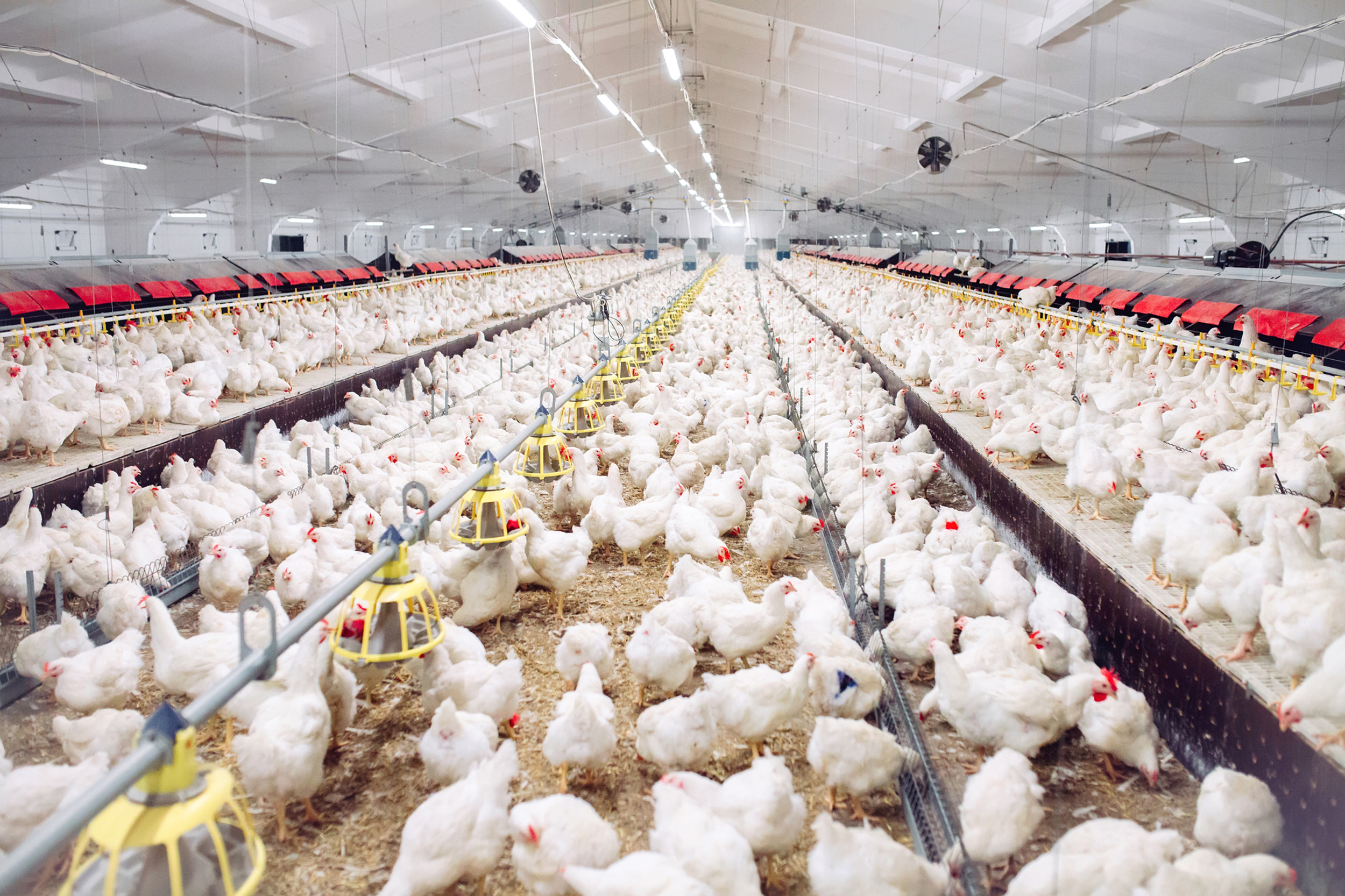 Broiler Poultry