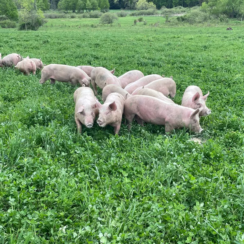 Breeding Stock